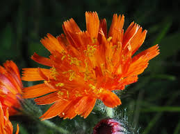 Attēlu rezultāti vaicājumam “Pilosella aurantiaca flower”