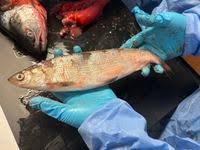 Image result for Coregonus albula