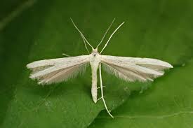 Attēlu rezultāti vaicājumam “Adaina microdactyla”