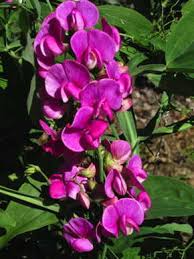 Attēlu rezultāti vaicājumam “Lathyrus latifolius fruit”