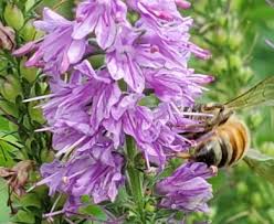 Attēlu rezultāti vaicājumam “Veronica longifolia bud”
