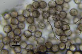 Attēlu rezultāti vaicājumam “Collaria arcyrionema spores”