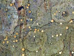 Attēlu rezultāti vaicājumam “Cliostomum corrugatum”