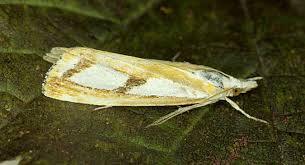 Attēlu rezultāti vaicājumam “Catoptria permutatellus”