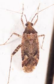 Attēlu rezultāti vaicājumam “Phytocoris longipennis”