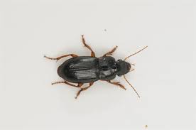 Attēlu rezultāti vaicājumam “Harpalus sp.”