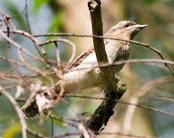 Image result for Jynx torquilla