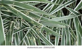 Attēlu rezultāti vaicājumam “Phalaroides arundinacea fruit”