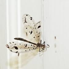 Attēlu rezultāti vaicājumam “Myrmeleontidae”