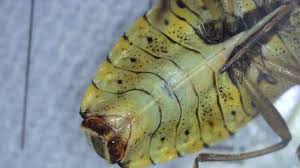 Attēlu rezultāti vaicājumam “Elasmucha grisea imago”