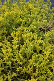 Image result for Mauerpfeffer