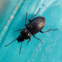 Attēlu rezultāti vaicājumam “Pterostichus oblongopunctatus”