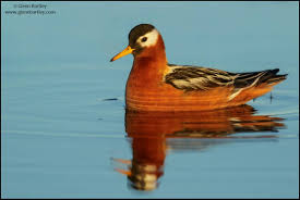 Attēlu rezultāti vaicājumam “Phalaropus fulicarius”