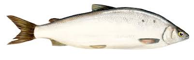 Image result for Coregonus clupeaformis