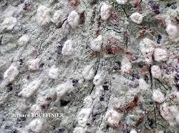 Attēlu rezultāti vaicājumam “Phlyctis agelaea”