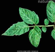 Attēlu rezultāti vaicājumam “Lycopersicon esculentum leaf”