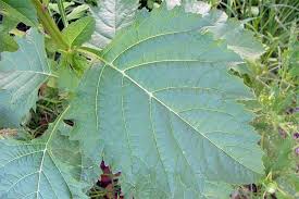 Attēlu rezultāti vaicājumam “Nicandra physalodes fruit”