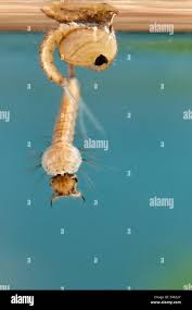 Attēlu rezultāti vaicājumam “Culex pipiens larva”