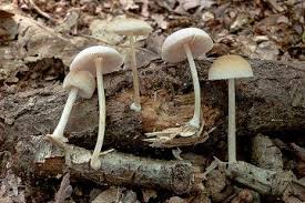 Attēlu rezultāti vaicājumam “Cudoniella acicularis”