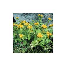 Attēlu rezultāti vaicājumam “Sedum aizoon flower”