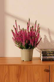 Attēlu rezultāti vaicājumam “Calluna vulgaris fruit”