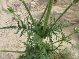 Image result for Dipsacus laciniatus