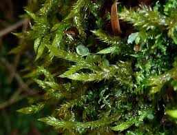 Attēlu rezultāti vaicājumam “Callicladium haldanianum”