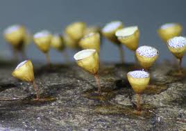 Attēlu rezultāti vaicājumam “Craterium minutum macro”