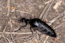 Attēlu rezultāti vaicājumam “Meloe sp.”