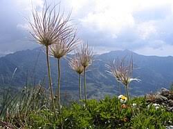 Attēlu rezultāti vaicājumam “Pulsatilla”
