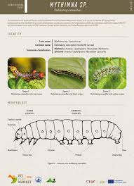 Attēlu rezultāti vaicājumam “Mythimna sp.”