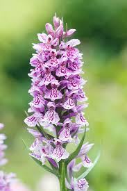 Attēlu rezultāti vaicājumam “Dactylorhiza”