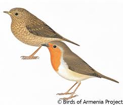 Attēlu rezultāti vaicājumam “Erithacus rubecula”