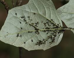 Attēlu rezultāti vaicājumam “Chaitophorus populeti”