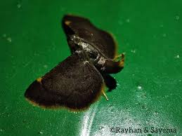 Attēlu rezultāti vaicājumam “Hypsopygia glaucinalis”