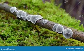 Attēlu rezultāti vaicājumam “Datronia mollis”