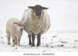 Attēlu rezultāti vaicājumam “Ovis aries juvenile”
