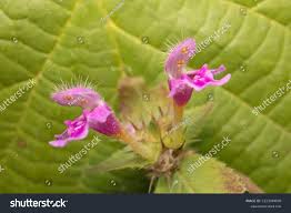 Attēlu rezultāti vaicājumam “Galeopsis bifida flower”