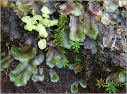 Attēlu rezultāti vaicājumam “Pellia neesiana”