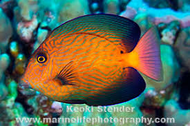 Image result for Ctenochaetus hawaiiensis