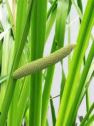 Attēlu rezultāti vaicājumam “Acorus calamus leaf”