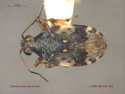 Attēlu rezultāti vaicājumam “Saldula saltatoria”