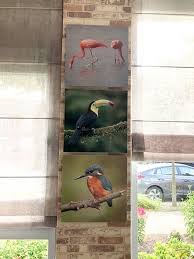 Attēlu rezultāti vaicājumam “Alcedo atthis adult”