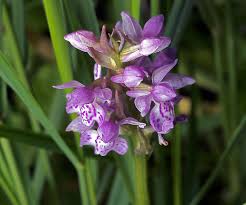 Attēlu rezultāti vaicājumam “Dactylorhiza majalis subsp. baltica”