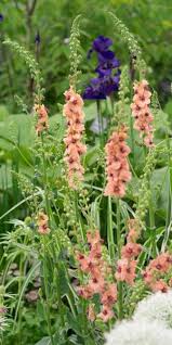 Attēlu rezultāti vaicājumam “Verbascum”