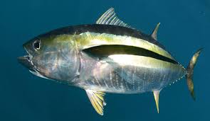 Image result for Thunnus albacares