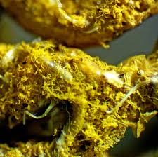 Attēlu rezultāti vaicājumam “Hemitrichia chrysospora young”