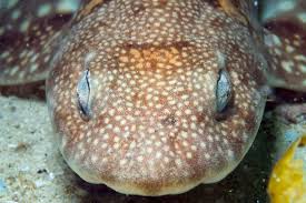 Image result for Haploblepharus edwardsii