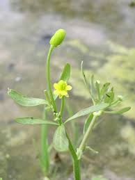 Attēlu rezultāti vaicājumam “Ranunculus elatior leaf”
