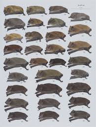 Attēlu rezultāti vaicājumam “Pipistrellus nathusii”